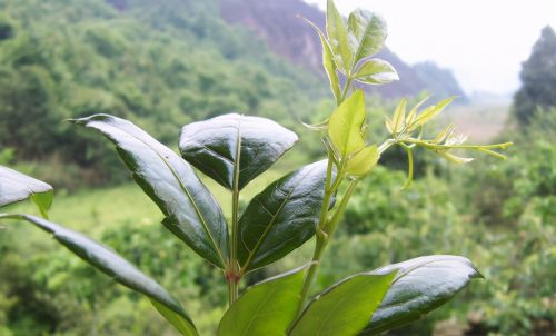 春天碰见这藤本植物，带篮子去采摘，泡茶是一绝，俗称“龙须茶”