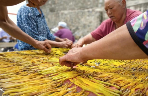 南方一种野菜，不吃叶不吃根只吃花，40元1斤却很少人种