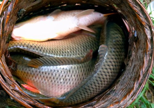 鲤鱼奇特变种，亩产50斤，做成干鱼是朝廷贡品，现在40元1斤