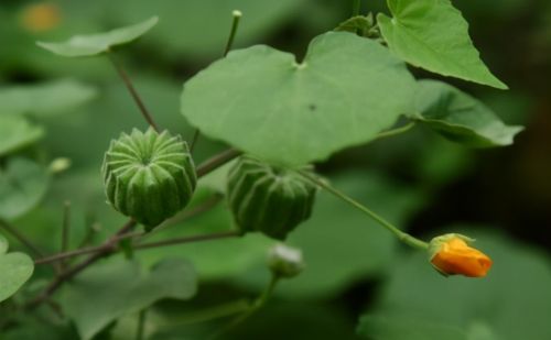 此物便是“磨盘草”，果实像磨盘，若长在你家附近，请重视有价值