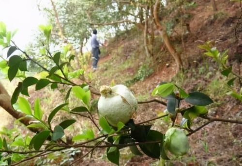 茶树上1种野果，被农民视为眼中钉，农村娃确当糖果吃，少见了