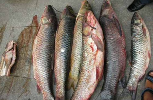 俗称“鬼鱼”，最大能长到100多斤，腌腊鱼是一绝，很少人养殖