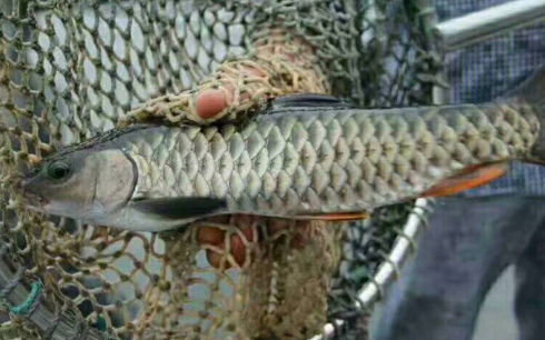 长得似草鱼，常被错认成入侵物种，却不知是淡水鱼上品，百元一斤