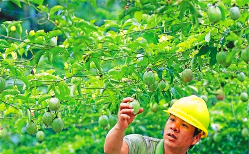 “头不顶桑脚不睬槐，生不睡柳死不睡杨”是啥意思？有何科学道理