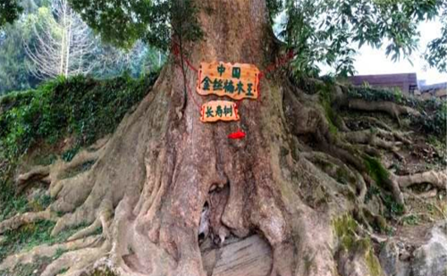重庆发现八棵千年名树，有人出1亿元想买被拒，现成人们心中神树