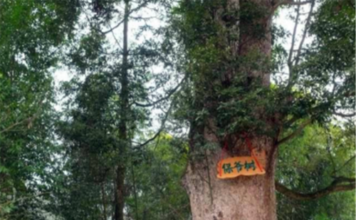 重庆发现八棵千年名树，有人出1亿元想买被拒，现成人们心中神树