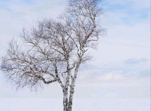 今天大雪节气，天气晴朗啥预兆？来了解一下吧