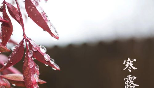 寒露下雨好不好？啥预兆？看完文章就明白了