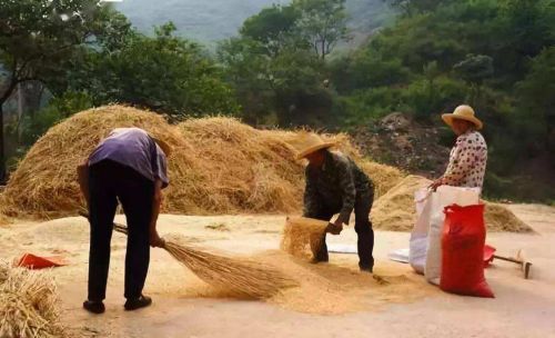 快要芒种，要是下雨啥说讲？吉祥吗？看完文章就明白了