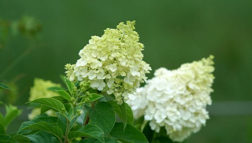 想要绣球花生长茁壮，开花娇媚，快来试试这几个方法