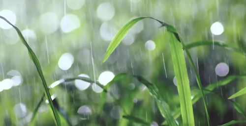 节气快到雨水了，雨水这天降雨好不好？听听老农咋说吧