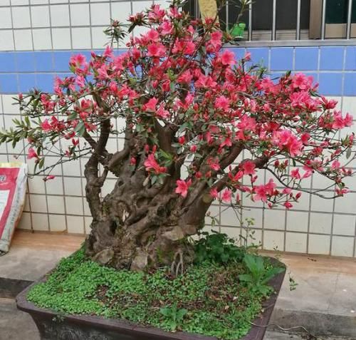 映山红夏秋季巧施肥，来年才能开花美