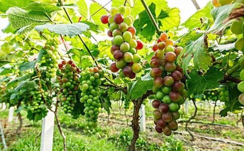 院子里种葡萄，实用还有韵味，种植时该注意什么？