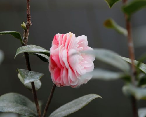 茶花开花后，要想快速复壮，几点建议送给你