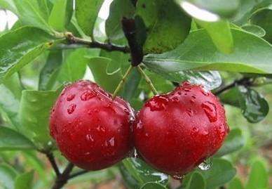 大樱桃要优质高产，秋季做对这些很关键