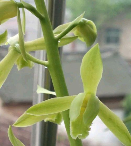 惠兰来了花苞，做好这几点，花苞更饱满