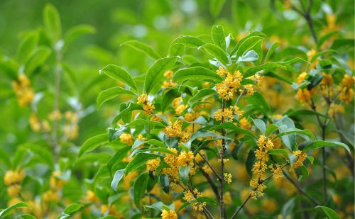 又是桂花飘香季，哪种桂花最香？你了解吗？