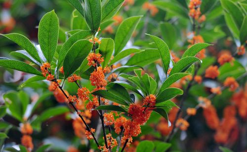 又是桂花飘香季，哪种桂花最香？你了解吗？