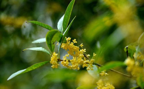 又是桂花飘香季，哪种桂花最香？你了解吗？