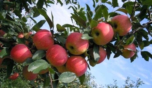 苹果树优质高产，为何强调秋季施肥？该怎样施肥？