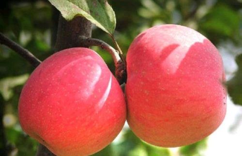 苹果树优质高产，为何强调秋季施肥？该怎样施肥？