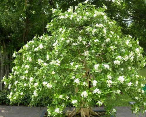 九里香花香甚美，教你几招，让它美美开花