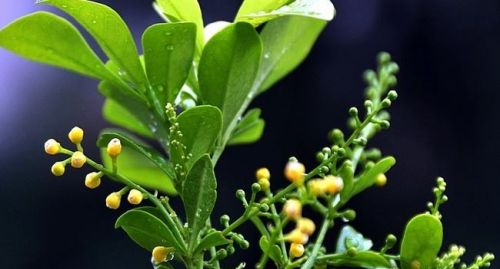 夏季天热易烦躁，就养这种花，美丽芬芳安神