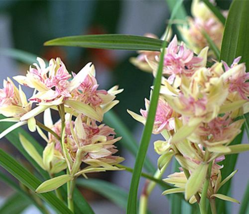 建兰初夏要准备开花，怎样管理才能让它开花更美？