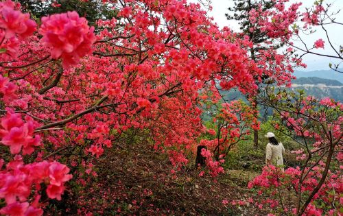 映山红几月花芽分化，要想它美美开花，初夏管理要注意什么？