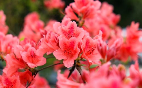 映山红几月花芽分化，要想它美美开花，初夏管理要注意什么？