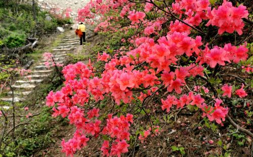 映山红几月花芽分化，要想它美美开花，初夏管理要注意什么？