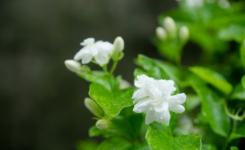 要想茉莉花香产量高，合理管理很重要，要注意哪些要点？