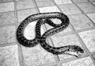 入夏，蛇进家很可怕，如何防备？