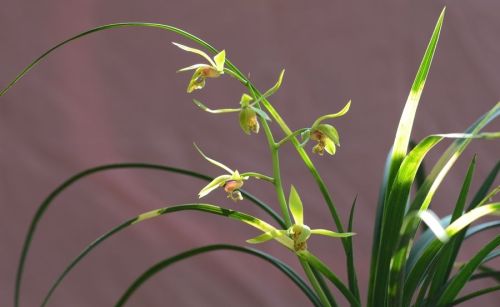 啥蕙兰花香最有特色，要想蕙兰更香该怎么养?