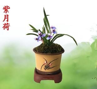 紫月荷是何种兰花？为何珍贵？该怎样养护它？