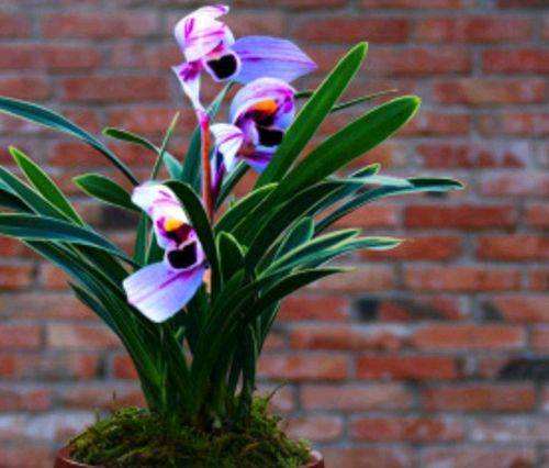 紫月荷是何种兰花？为何珍贵？该怎样养护它？