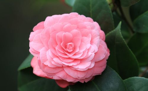 怎样让茶花在春节开花，怎样让它开花更美?