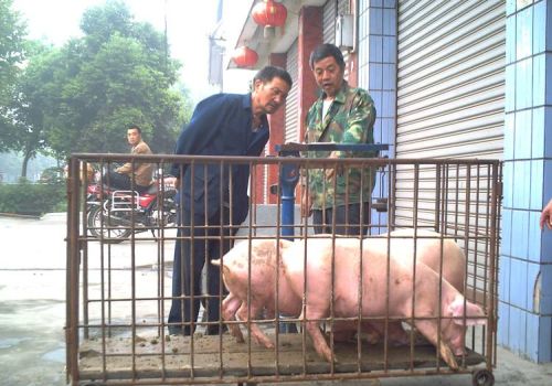 猪肉贵了，为何人们还不愿养猪?