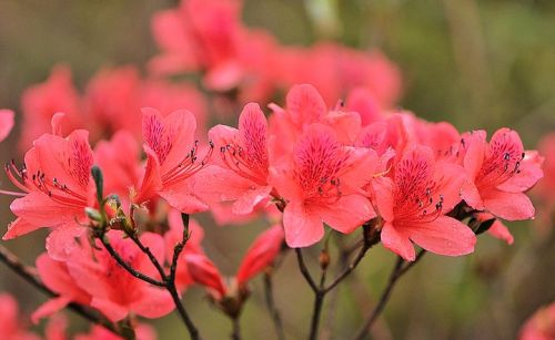 映山红美丽优雅，怎样才能让它年年开花？