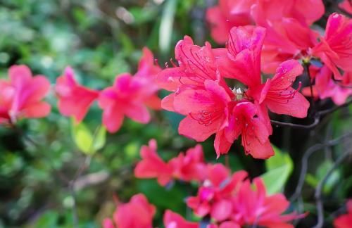 映山红美丽优雅，怎样才能让它年年开花？