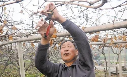 10月：葡萄采收后管理得好！来年葡萄呼啦啦挂满枝