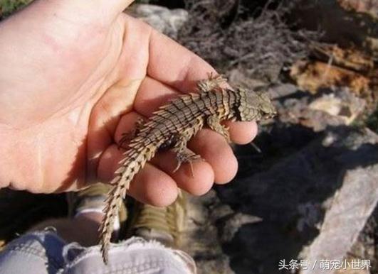 小伙野外发现一个神秘生物（男子在野外发现这只围成一团的生物）(2)