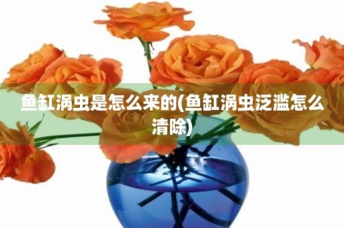 鱼缸涡虫是怎么来的(鱼缸涡虫泛滥怎么清除)