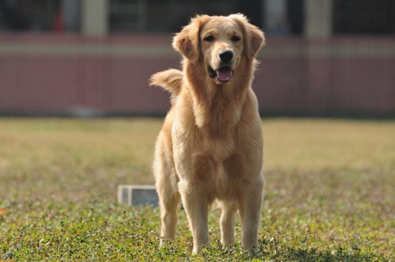 金毛犬训练注意哪些事项