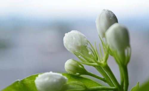 茉莉花春季要重剪吗？修剪后如何养护呢？