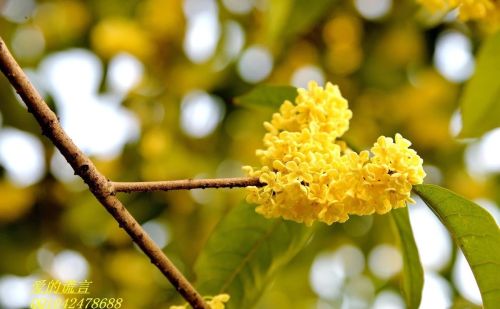 农家小院有桂花，春季咋养秋季美美开花？