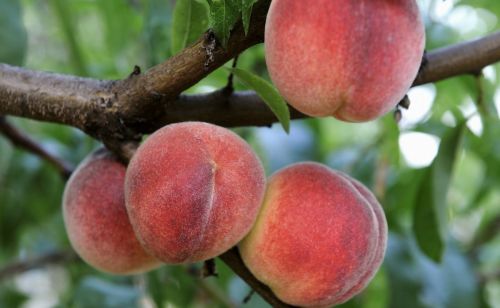要想桃树高产，该何时施肥？怎样施肥？