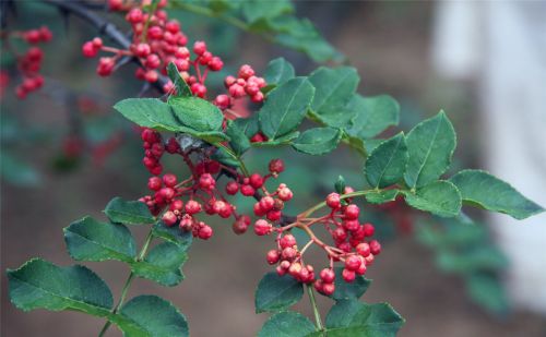 春季到花椒树这样管理，树壮结果多 ，你做对了吗？