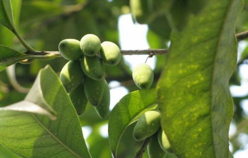 其实桂花不但花美，还能结果结籽呢！你见过种过吗？