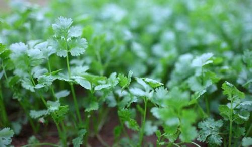 家里有空地吗？教你撒点香菜